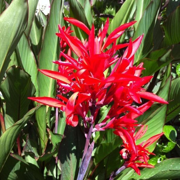 Flower Villa Apart Kemer Bagian luar foto